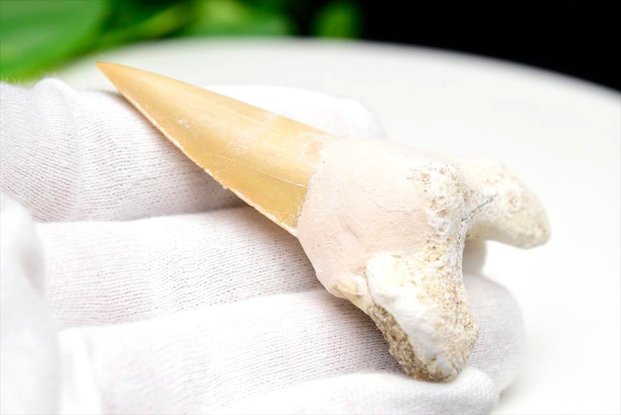 サメの歯 オトドゥス ホホジロザメ 歯 古代鮫 ネズミザメ 化石 原石 モロッコ Otodus obliquus tooth 天然石 パワーストーン
