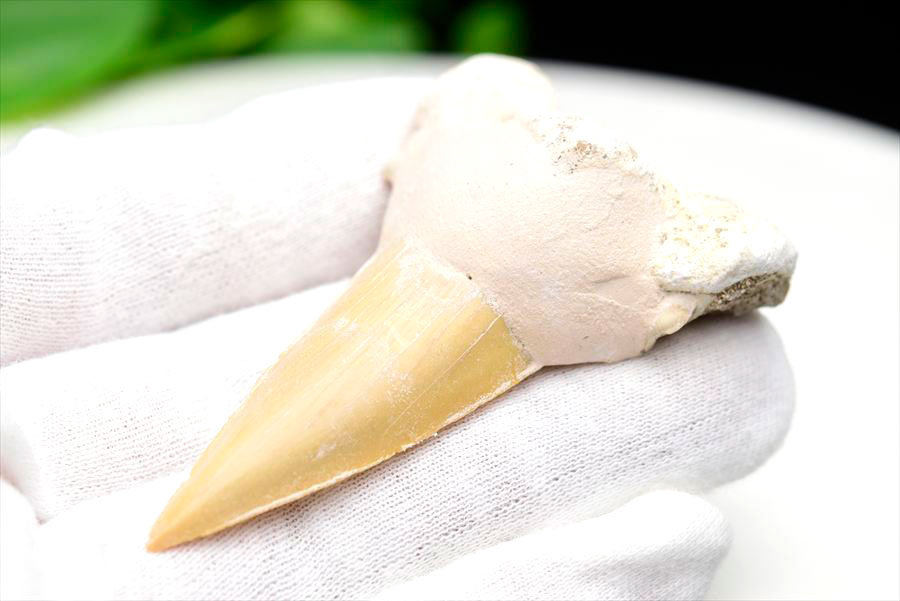 サメの歯 オトドゥス ホホジロザメ 歯 古代鮫 ネズミザメ 化石 原石 モロッコ Otodus obliquus tooth 天然石 パワーストーン