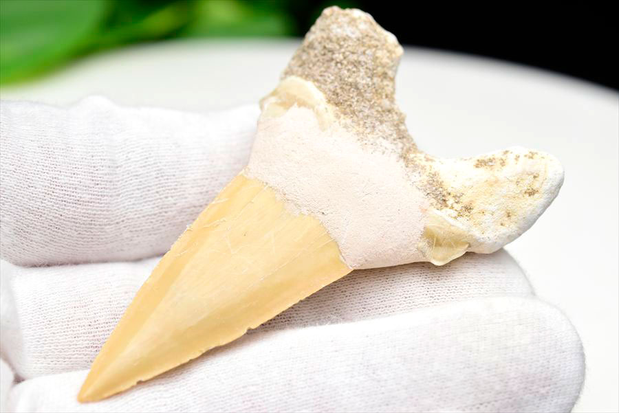 サメの歯 オトドゥス ホホジロザメ 歯 古代鮫 ネズミザメ 化石 原石 モロッコ Otodus obliquus tooth 天然石 パワーストーン