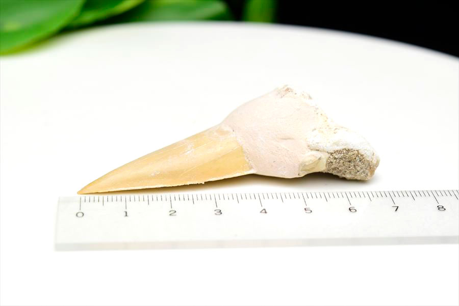 サメの歯 オトドゥス ホホジロザメ 歯 古代鮫 ネズミザメ 化石 原石 モロッコ Otodus obliquus tooth 天然石 パワーストーン