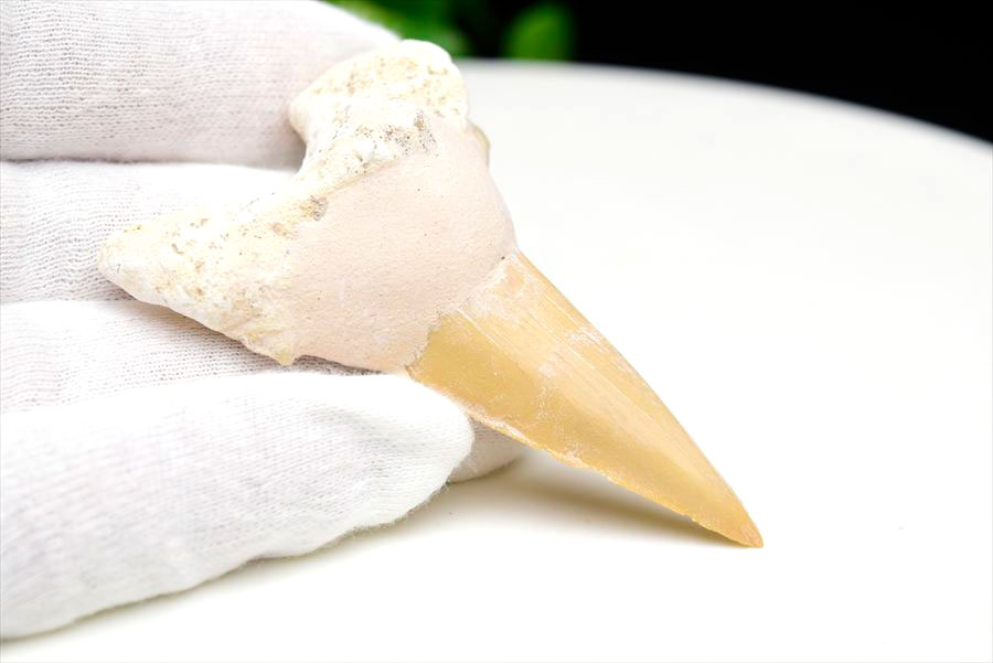 サメの歯 オトドゥス ホホジロザメ 歯 古代鮫 ネズミザメ 化石 原石 モロッコ Otodus obliquus tooth 天然石 パワーストーン