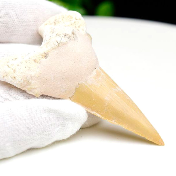 サメの歯 オトドゥス ホホジロザメ 歯 古代鮫 ネズミザメ 化石 原石 モロッコ Otodus obliquus tooth 天然石 パワーストーン