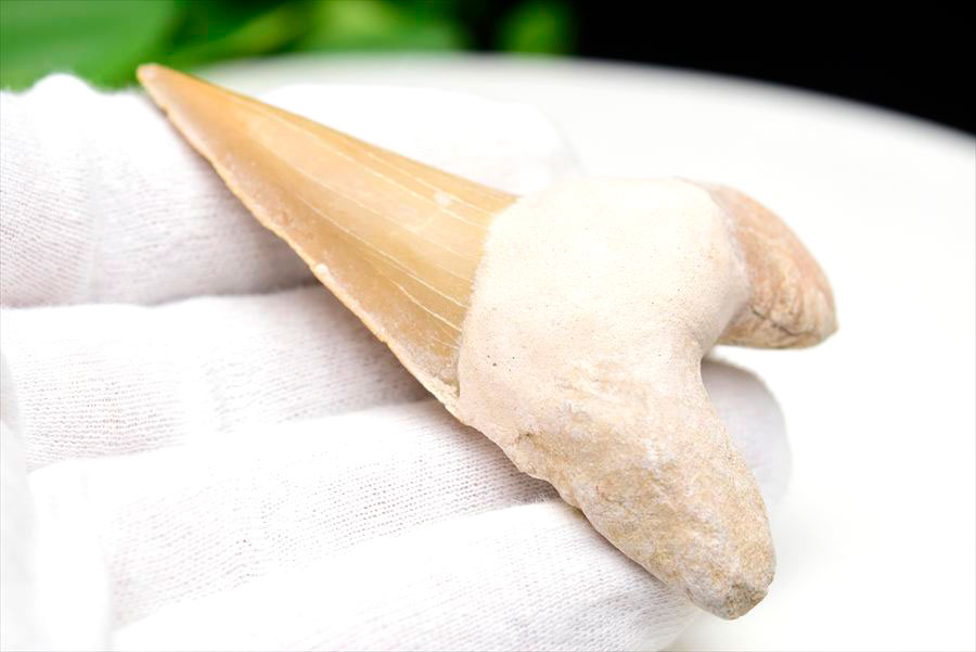 サメの歯 オトドゥス ホホジロザメ 歯 古代鮫 ネズミザメ 化石 原石 モロッコ Otodus obliquus tooth 天然石 パワーストーン