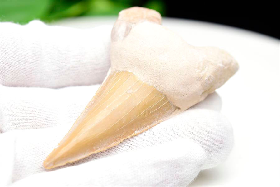 サメの歯 オトドゥス ホホジロザメ 歯 古代鮫 ネズミザメ 化石 原石 モロッコ Otodus obliquus tooth 天然石 パワーストーン