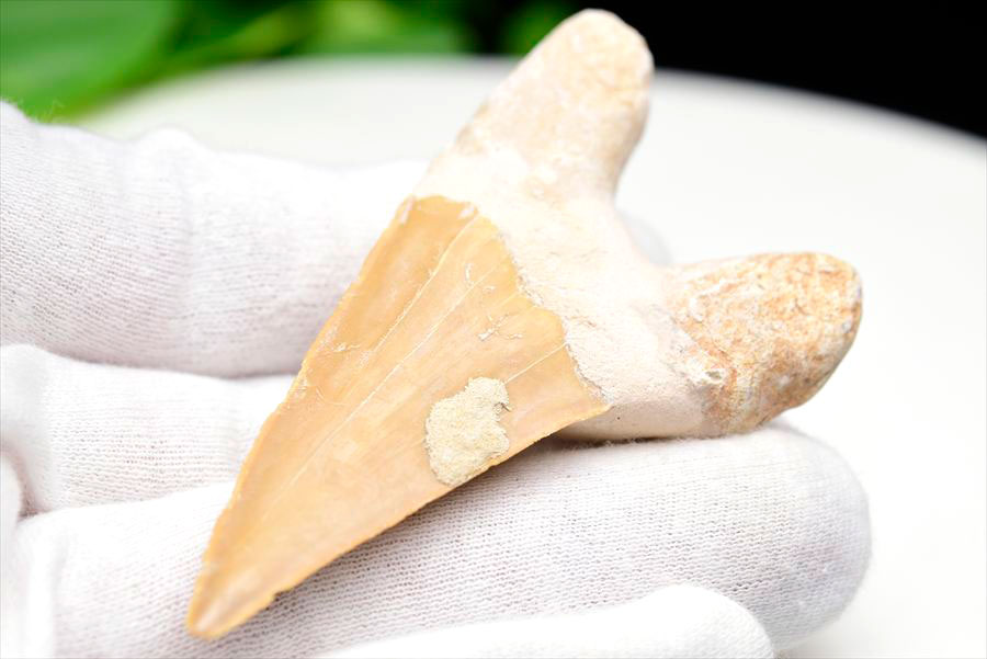 サメの歯 オトドゥス ホホジロザメ 歯 古代鮫 ネズミザメ 化石 原石 モロッコ Otodus obliquus tooth 天然石 パワーストーン
