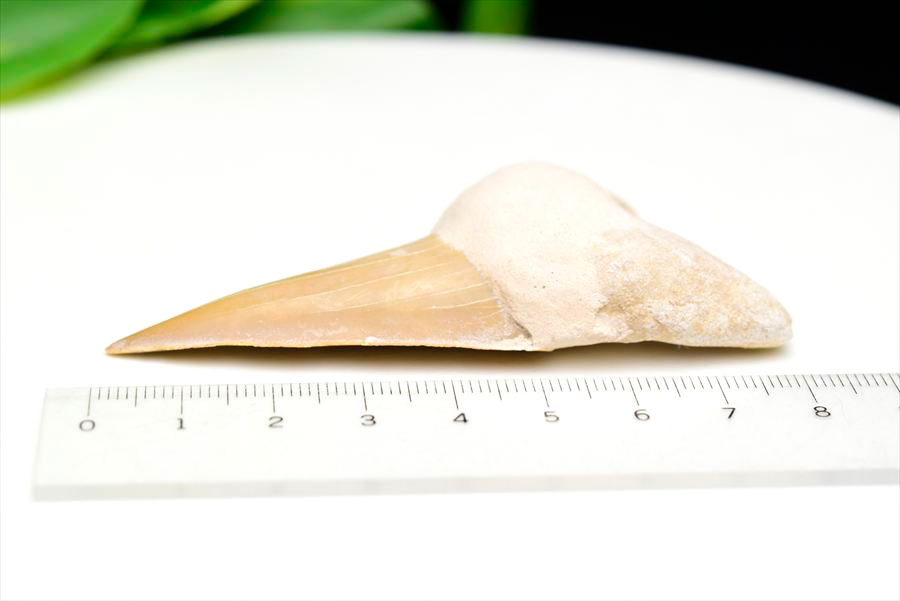 サメの歯 オトドゥス ホホジロザメ 歯 古代鮫 ネズミザメ 化石 原石 モロッコ Otodus obliquus tooth 天然石 パワーストーン