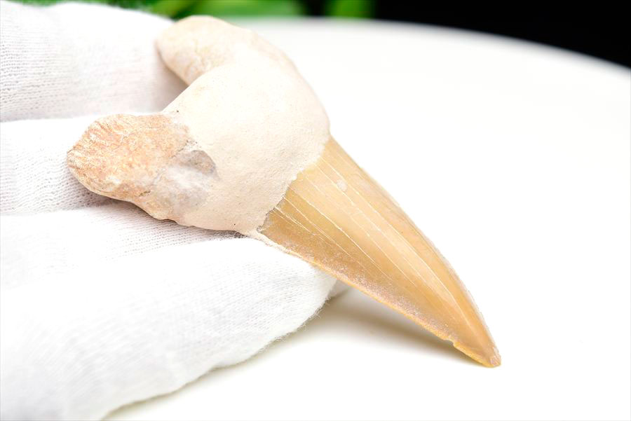 サメの歯 オトドゥス ホホジロザメ 歯 古代鮫 ネズミザメ 化石 原石 モロッコ Otodus obliquus tooth 天然石 パワーストーン