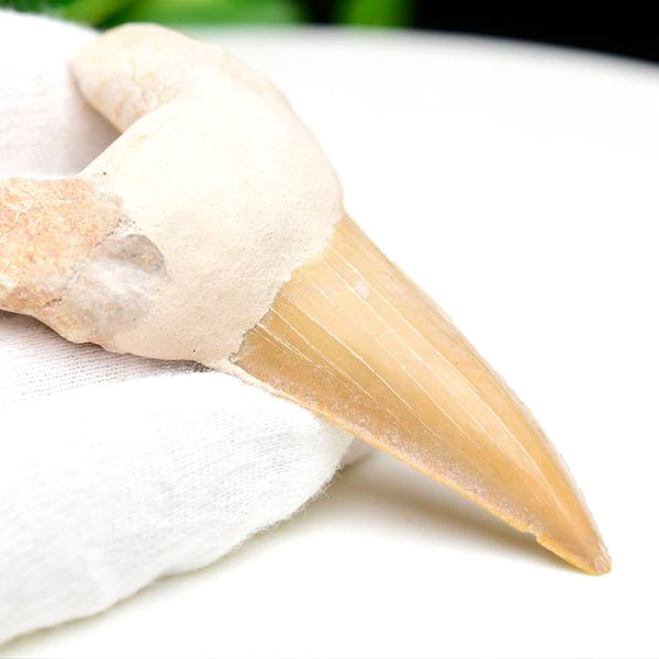 サメの歯 オトドゥス ホホジロザメ 歯 古代鮫 ネズミザメ 化石 原石 モロッコ Otodus obliquus tooth 天然石 パワーストーン