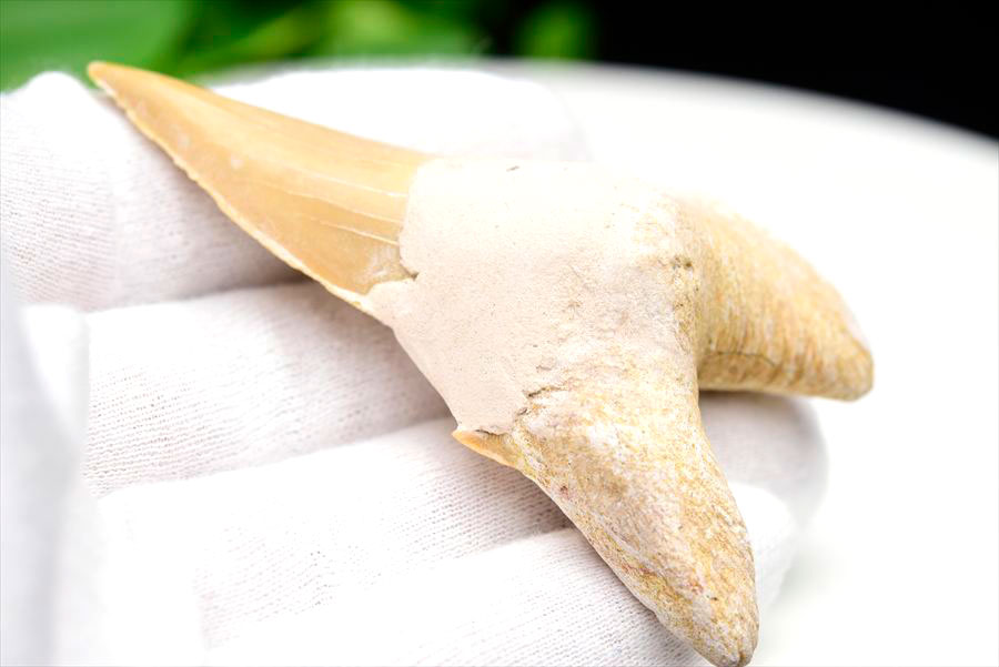 サメの歯 オトドゥス ホホジロザメ 歯 古代鮫 ネズミザメ 化石 原石 モロッコ Otodus obliquus tooth 天然石 パワーストーン