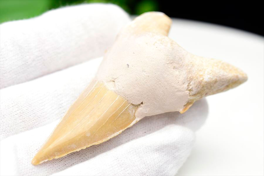 サメの歯 オトドゥス ホホジロザメ 歯 古代鮫 ネズミザメ 化石 原石 モロッコ Otodus obliquus tooth 天然石 パワーストーン