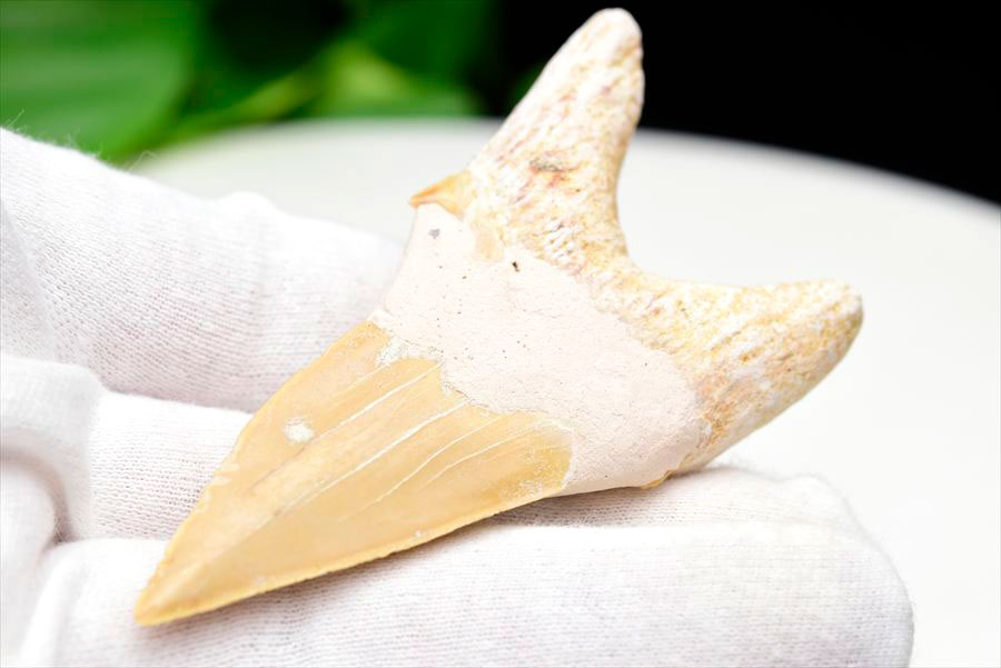 サメの歯 オトドゥス ホホジロザメ 歯 古代鮫 ネズミザメ 化石 原石 モロッコ Otodus obliquus tooth 天然石 パワーストーン