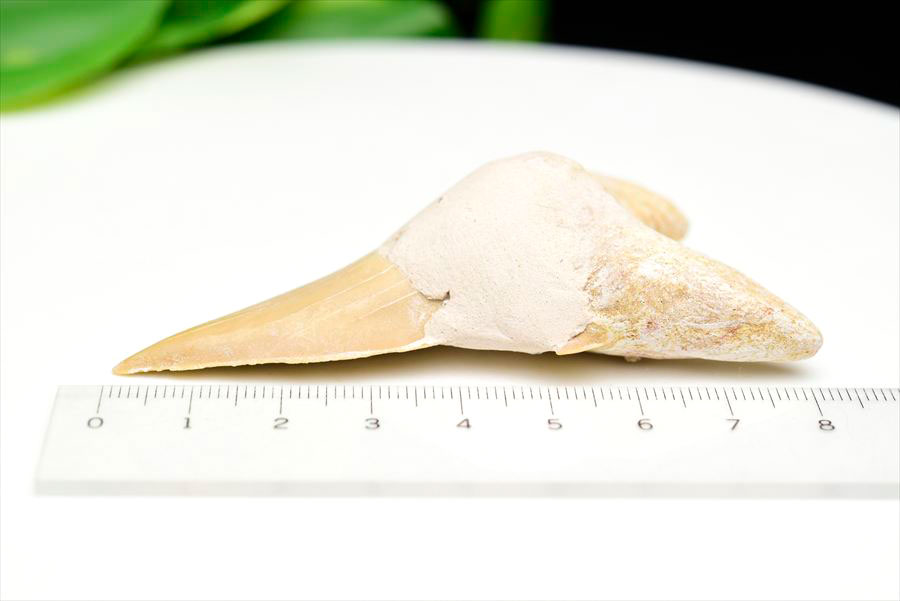 サメの歯 オトドゥス ホホジロザメ 歯 古代鮫 ネズミザメ 化石 原石 モロッコ Otodus obliquus tooth 天然石 パワーストーン