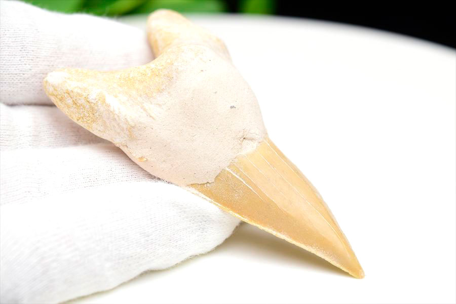 サメの歯 オトドゥス ホホジロザメ 歯 古代鮫 ネズミザメ 化石 原石 モロッコ Otodus obliquus tooth 天然石 パワーストーン