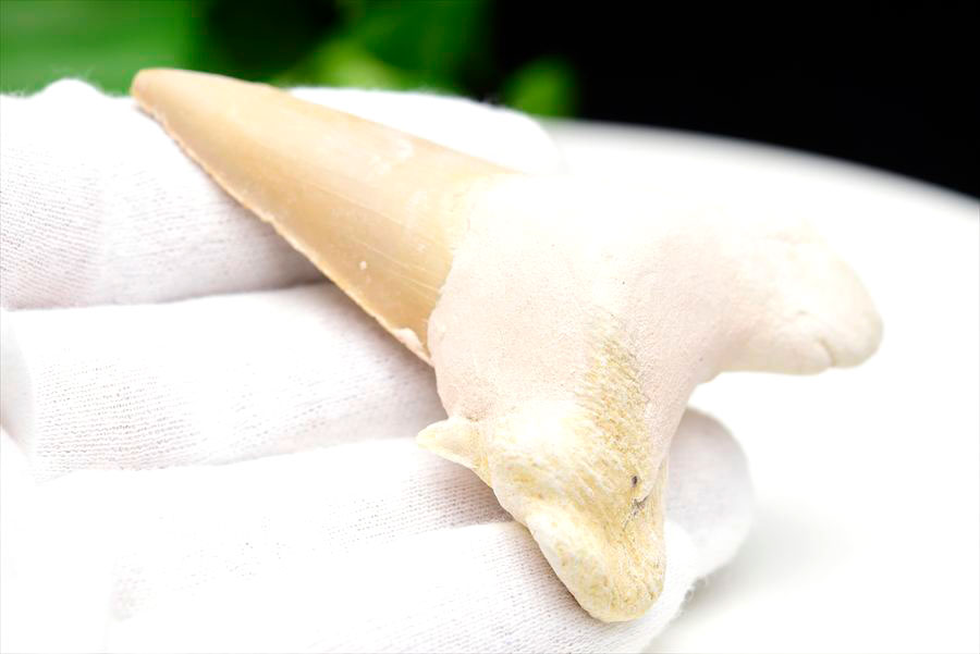 サメの歯 オトドゥス ホホジロザメ 歯 古代鮫 ネズミザメ 化石 原石 モロッコ Otodus obliquus tooth 天然石 パワーストーン