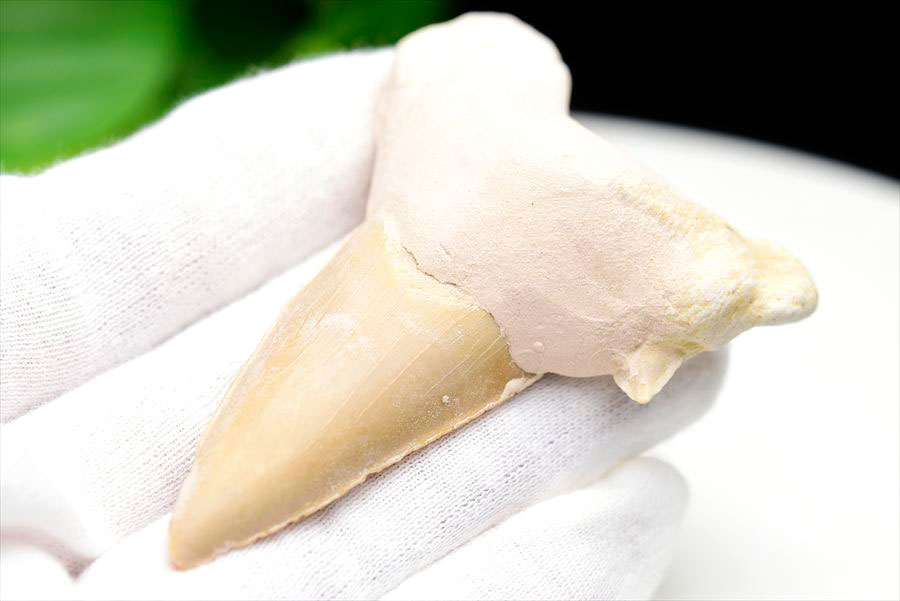 サメの歯 オトドゥス ホホジロザメ 歯 古代鮫 ネズミザメ 化石 原石 モロッコ Otodus obliquus tooth 天然石 パワーストーン
