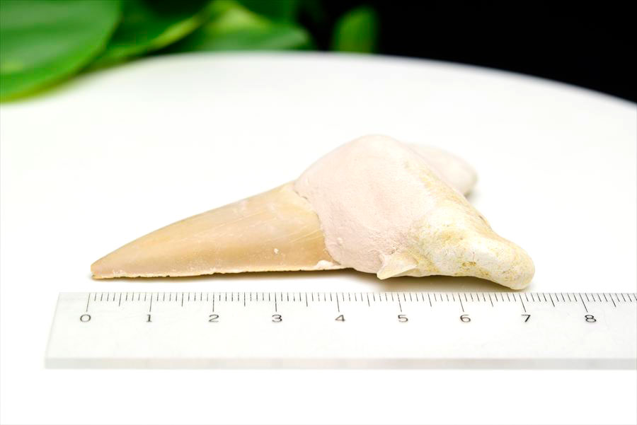 サメの歯 オトドゥス ホホジロザメ 歯 古代鮫 ネズミザメ 化石 原石 モロッコ Otodus obliquus tooth 天然石 パワーストーン