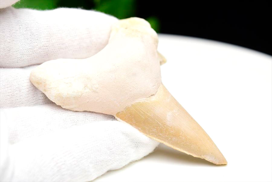 サメの歯 オトドゥス ホホジロザメ 歯 古代鮫 ネズミザメ 化石 原石 モロッコ Otodus obliquus tooth 天然石 パワーストーン