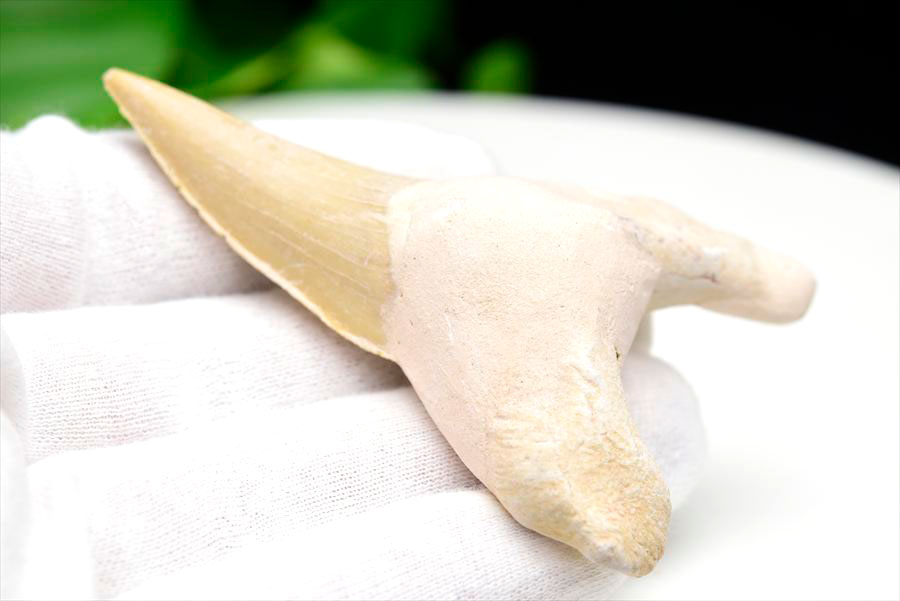 サメの歯 オトドゥス ホホジロザメ 歯 古代鮫 ネズミザメ 化石 原石 モロッコ Otodus obliquus tooth 天然石 パワーストーン
