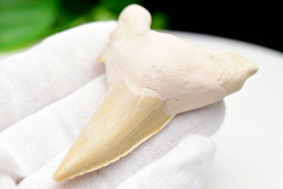 サメの歯 オトドゥス ホホジロザメ 歯 古代鮫 ネズミザメ 化石 原石 モロッコ Otodus obliquus tooth 天然石 パワーストーン