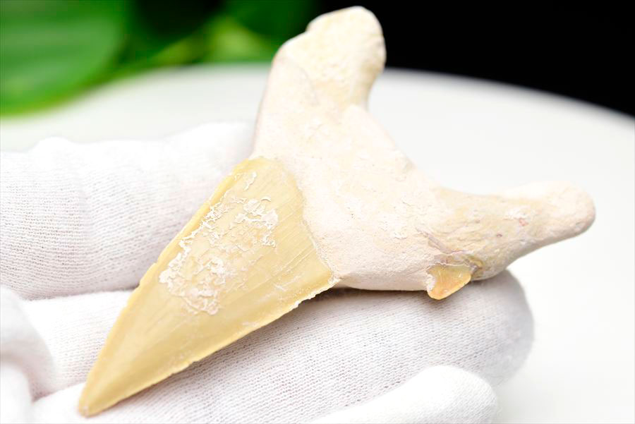 サメの歯 オトドゥス ホホジロザメ 歯 古代鮫 ネズミザメ 化石 原石 モロッコ Otodus obliquus tooth 天然石 パワーストーン