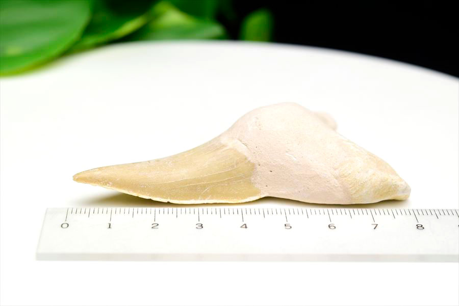 サメの歯 オトドゥス ホホジロザメ 歯 古代鮫 ネズミザメ 化石 原石 モロッコ Otodus obliquus tooth 天然石 パワーストーン
