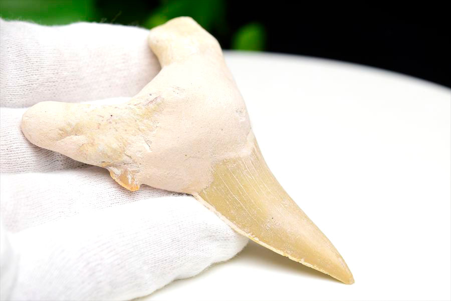 サメの歯 オトドゥス ホホジロザメ 歯 古代鮫 ネズミザメ 化石 原石 モロッコ Otodus obliquus tooth 天然石 パワーストーン