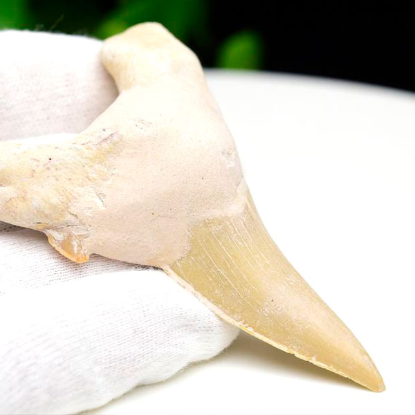 サメの歯 オトドゥス ホホジロザメ 歯 古代鮫 ネズミザメ 化石 原石 モロッコ Otodus obliquus tooth 天然石 パワーストーン