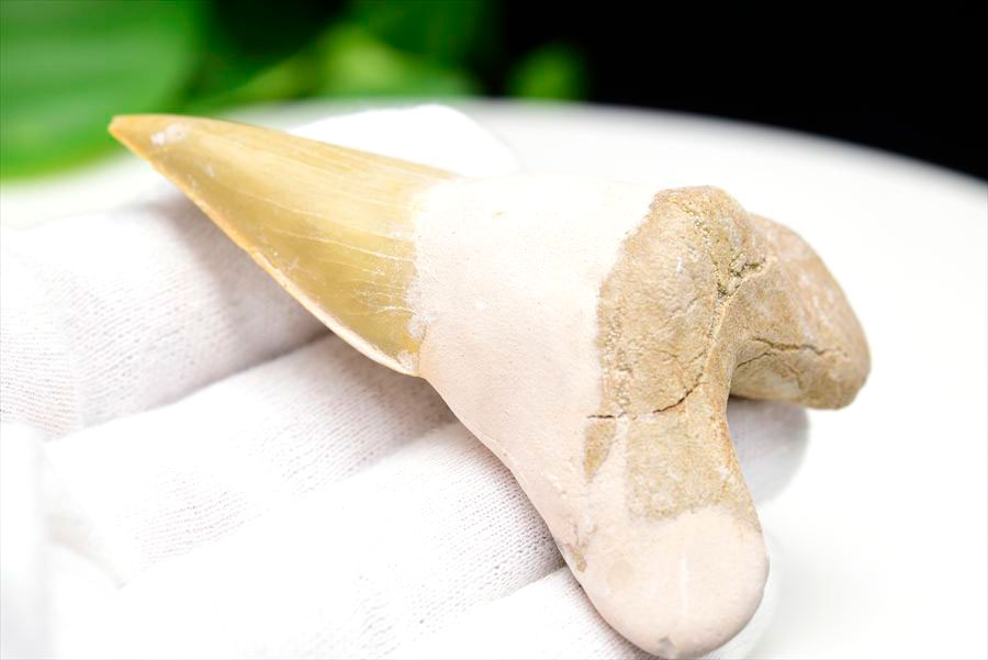 サメの歯 オトドゥス ホホジロザメ 歯 古代鮫 ネズミザメ 化石 原石 モロッコ Otodus obliquus tooth 天然石 パワーストーン