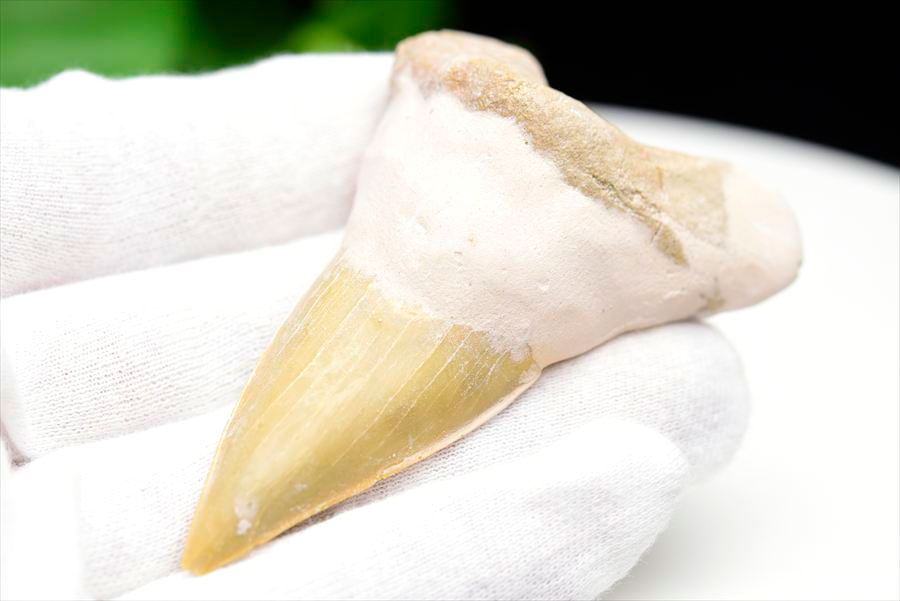 サメの歯 オトドゥス ホホジロザメ 歯 古代鮫 ネズミザメ 化石 原石 モロッコ Otodus obliquus tooth 天然石 パワーストーン