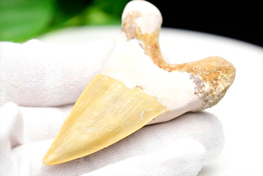 サメの歯 オトドゥス ホホジロザメ 歯 古代鮫 ネズミザメ 化石 原石 モロッコ Otodus obliquus tooth 天然石 パワーストーン