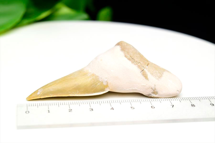 サメの歯 オトドゥス ホホジロザメ 歯 古代鮫 ネズミザメ 化石 原石 モロッコ Otodus obliquus tooth 天然石 パワーストーン