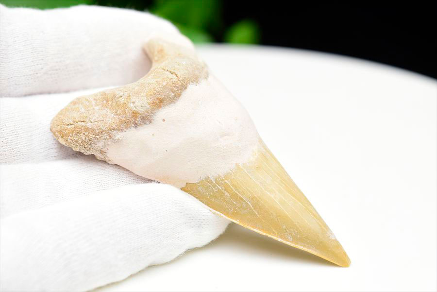サメの歯 オトドゥス ホホジロザメ 歯 古代鮫 ネズミザメ 化石 原石 モロッコ Otodus obliquus tooth 天然石 パワーストーン