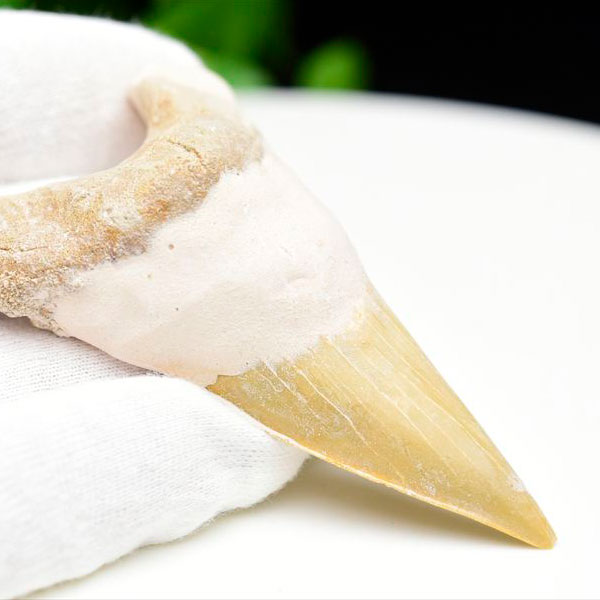サメの歯 オトドゥス ホホジロザメ 歯 古代鮫 ネズミザメ 化石 原石 モロッコ Otodus obliquus tooth 天然石 パワーストーン