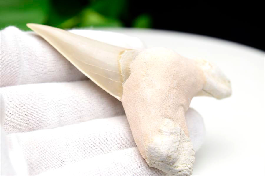 サメの歯 オトドゥス ホホジロザメ 歯 古代鮫 ネズミザメ 化石 原石 モロッコ Otodus obliquus tooth 天然石 パワーストーン