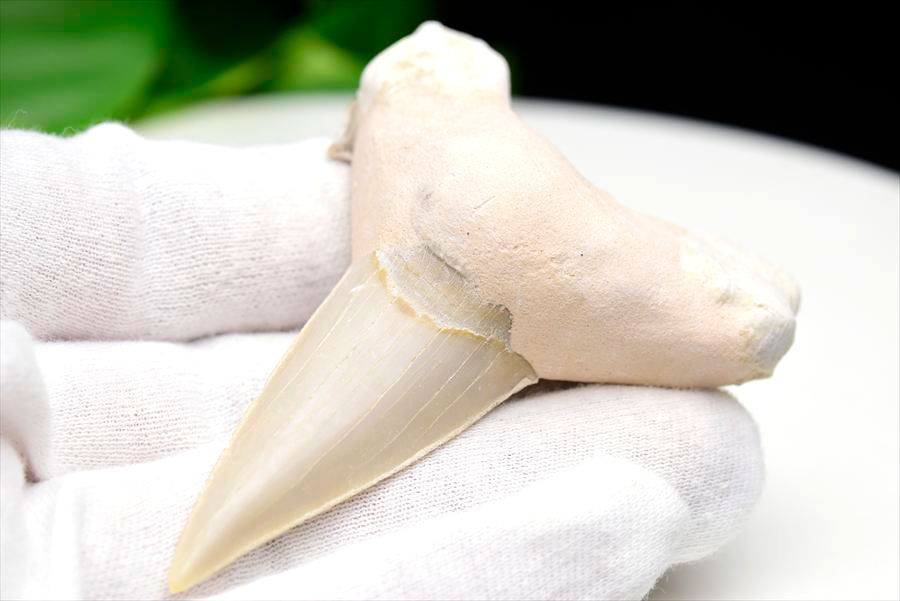サメの歯 オトドゥス ホホジロザメ 歯 古代鮫 ネズミザメ 化石 原石 モロッコ Otodus obliquus tooth 天然石 パワーストーン