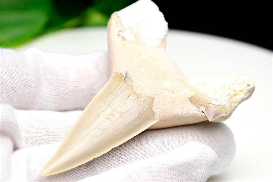 サメの歯 オトドゥス ホホジロザメ 歯 古代鮫 ネズミザメ 化石 原石 モロッコ Otodus obliquus tooth 天然石 パワーストーン