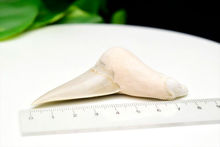 サメの歯 オトドゥス ホホジロザメ 歯 古代鮫 ネズミザメ 化石 原石 モロッコ Otodus obliquus tooth 天然石 パワーストーン