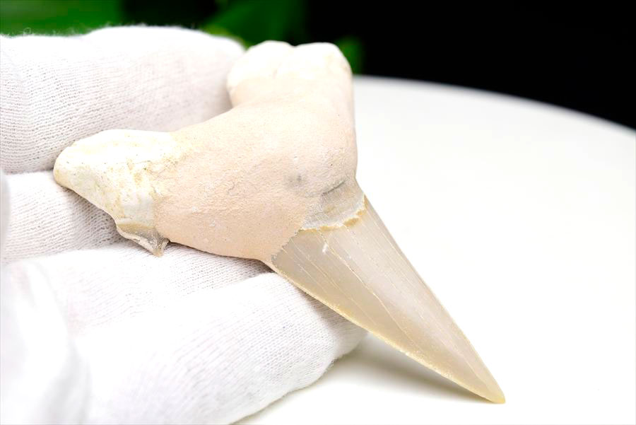 サメの歯 オトドゥス ホホジロザメ 歯 古代鮫 ネズミザメ 化石 原石 モロッコ Otodus obliquus tooth 天然石 パワーストーン
