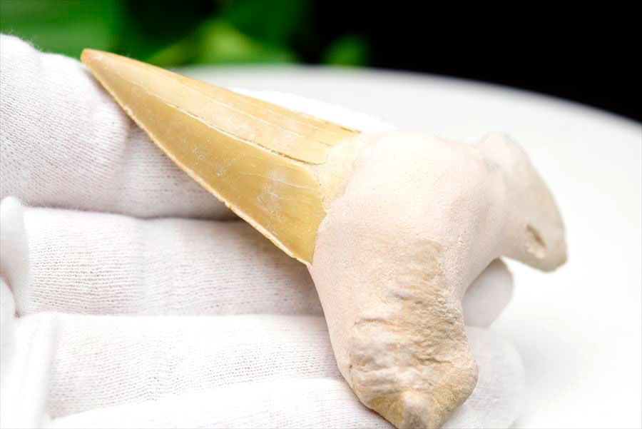 サメの歯 オトドゥス ホホジロザメ 歯 古代鮫 ネズミザメ 化石 原石 モロッコ Otodus obliquus tooth 天然石 パワーストーン