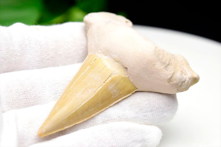 サメの歯 オトドゥス ホホジロザメ 歯 古代鮫 ネズミザメ 化石 原石 モロッコ Otodus obliquus tooth 天然石 パワーストーン