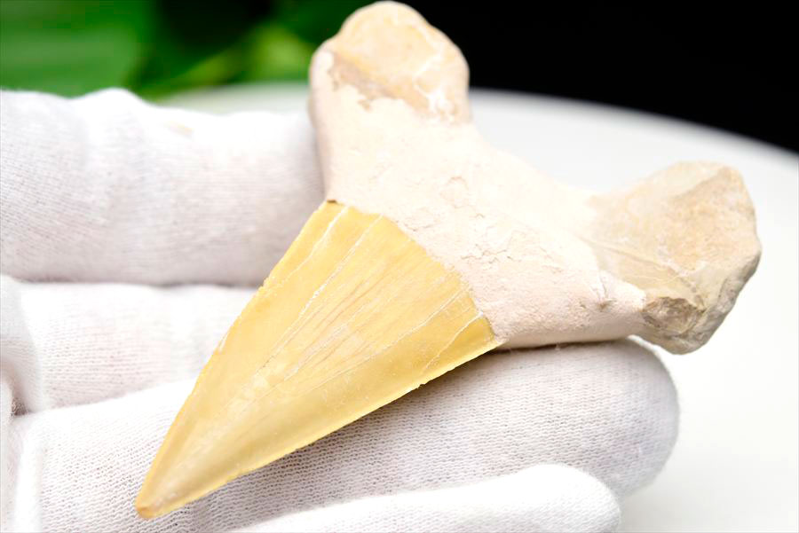 サメの歯 オトドゥス ホホジロザメ 歯 古代鮫 ネズミザメ 化石 原石 モロッコ Otodus obliquus tooth 天然石 パワーストーン