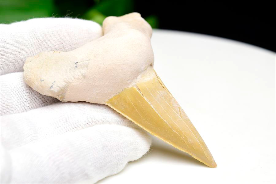 サメの歯 オトドゥス ホホジロザメ 歯 古代鮫 ネズミザメ 化石 原石 モロッコ Otodus obliquus tooth 天然石 パワーストーン