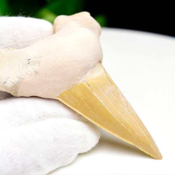 サメの歯 オトドゥス ホホジロザメ 歯 古代鮫 ネズミザメ 化石 原石 モロッコ Otodus obliquus tooth 天然石 パワーストーン