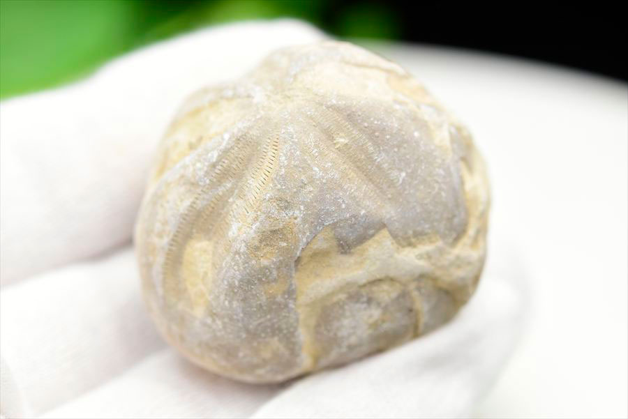 ウニ 化石 ブンブク 棘皮動物 ハートウニ 花模様 うにの化石 原石 モロッコ 天然石 パワーストーン