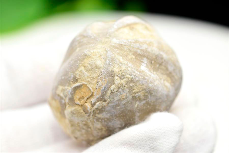 ウニ 化石 ブンブク 棘皮動物 ハートウニ 花模様 うにの化石 原石 モロッコ 天然石 パワーストーン