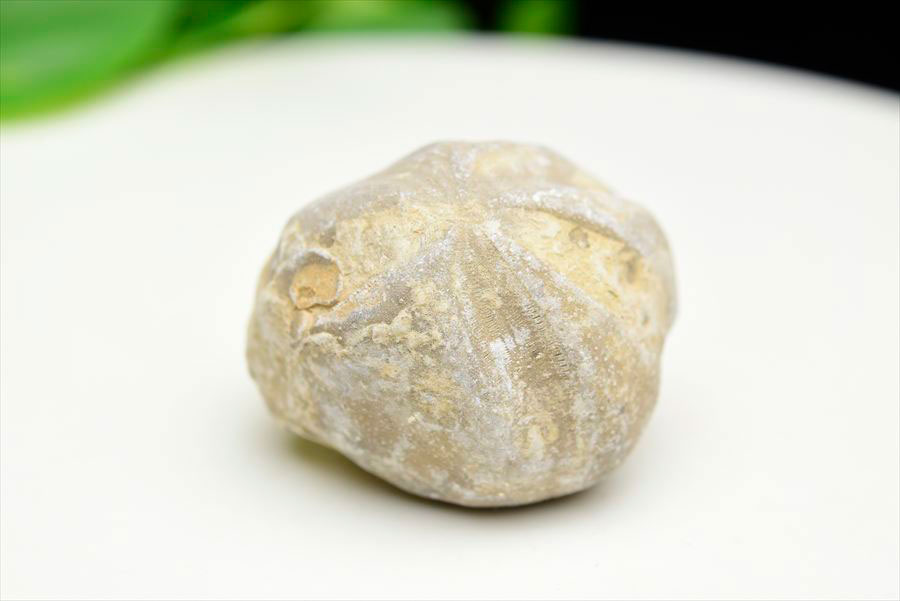 ウニ 化石 ブンブク 棘皮動物 ハートウニ 花模様 うにの化石 原石 モロッコ 天然石 パワーストーン