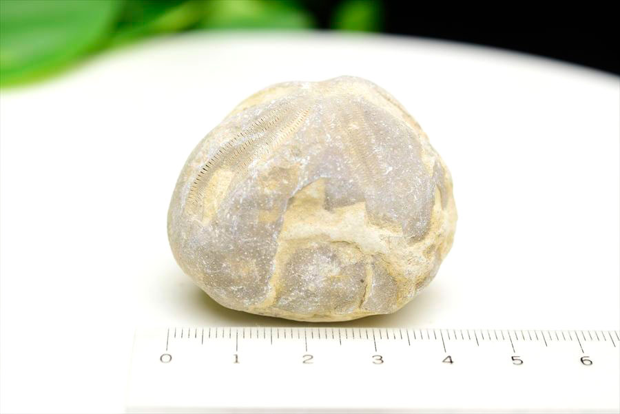 ウニ 化石 ブンブク 棘皮動物 ハートウニ 花模様 うにの化石 原石 モロッコ 天然石 パワーストーン