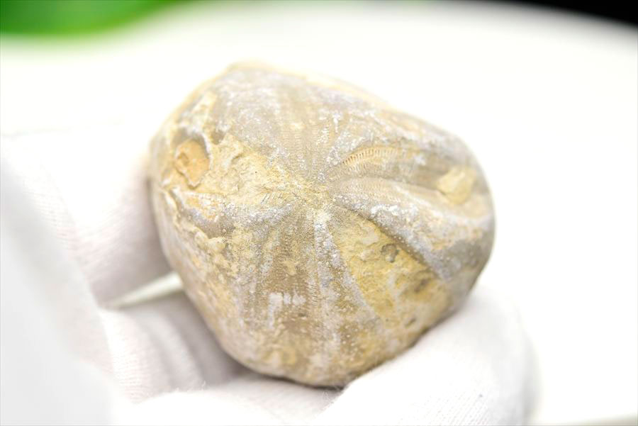 ウニ 化石 ブンブク 棘皮動物 ハートウニ 花模様 うにの化石 原石 モロッコ 天然石 パワーストーン