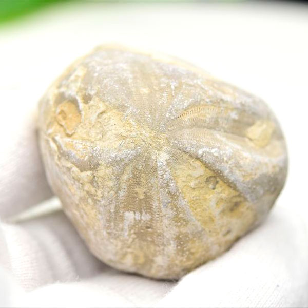 ウニ 化石 ブンブク 棘皮動物 ハートウニ 花模様 うにの化石 原石 モロッコ 天然石 パワーストーン