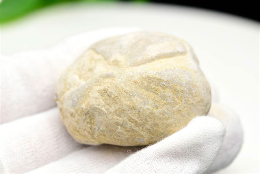 ウニ 化石 ブンブク 棘皮動物 ハートウニ 花模様 うにの化石 原石 モロッコ 天然石 パワーストーン
